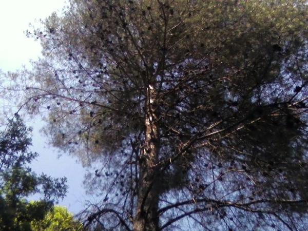 Terreno en calle de l'Avellaner, 3