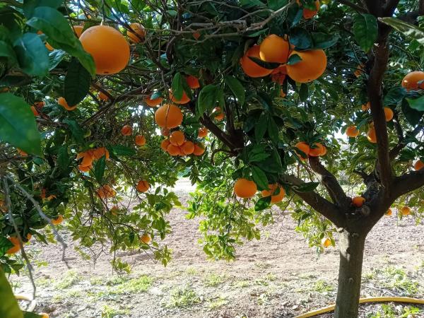 Terreno en B-210 s/n sn