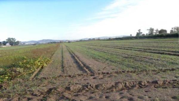 Terreno en camino de la Caseta d'en Nicasi