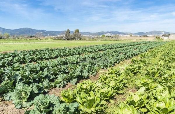 Terreno en camino de les Parets a la Murtra, 1