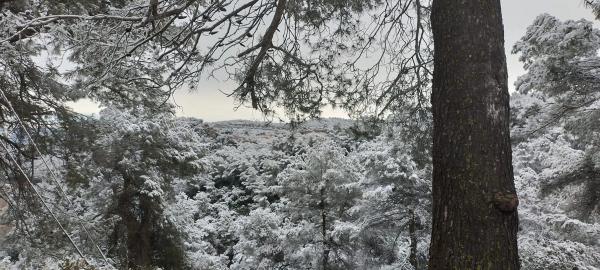 Terreno en calle Serral Llarg, 97