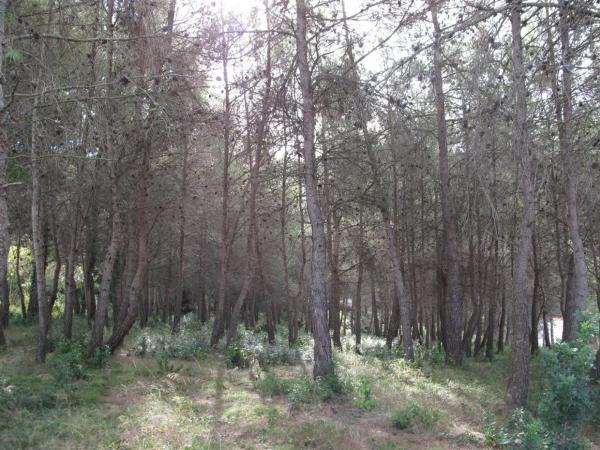 Terreno en Olesa de Bonesvalls