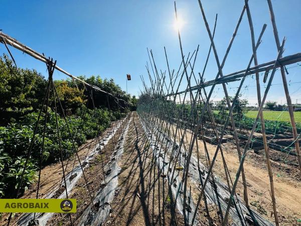 Terreno en Plaça Catalunya - Vinyets