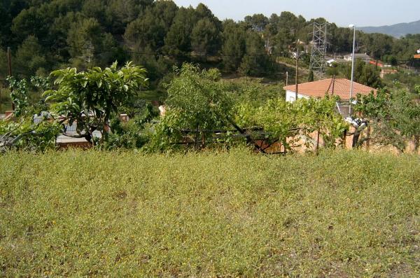 Terreno en calle de les Acàcies, 77