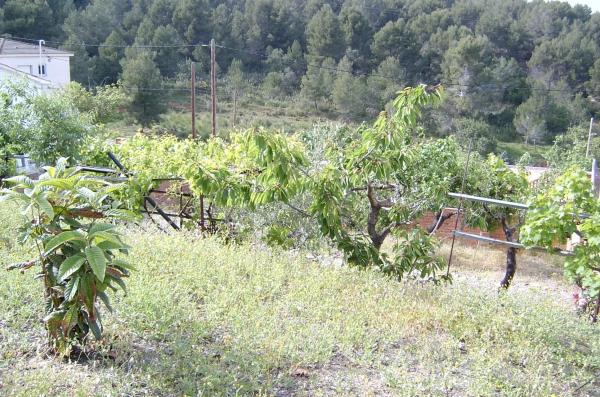 Terreno en calle de les Acàcies, 77