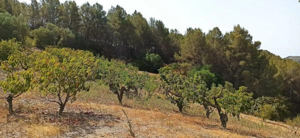 Terreno en camino de Torrelles de Llobregat s/n