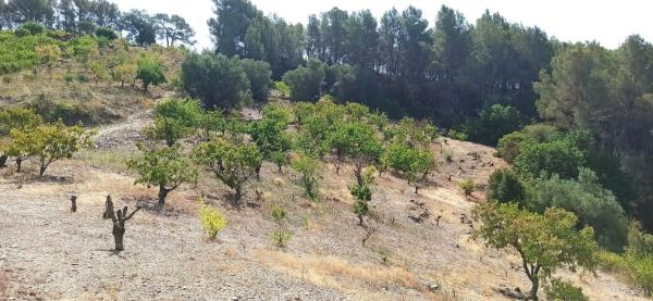 Terreno en camino de Torrelles de Llobregat s/n
