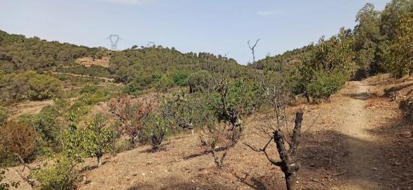 Terreno en camino de Torrelles de Llobregat s/n