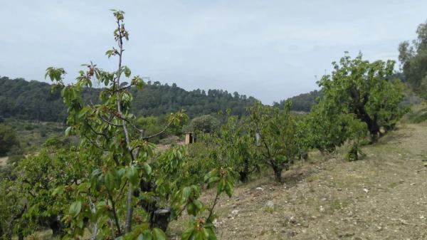 Terreno en camino de Torrelles de Llobregat s/n