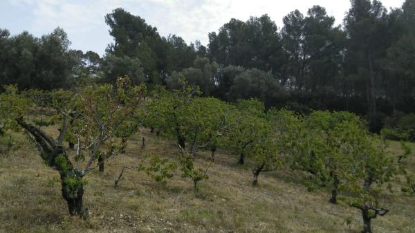 Terreno en camino de Torrelles de Llobregat s/n