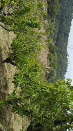 Terreno en camino de Torrelles de Llobregat s/n