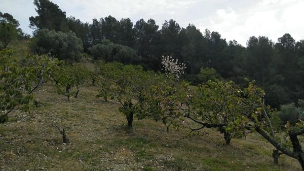 Terreno en camino de Torrelles de Llobregat s/n