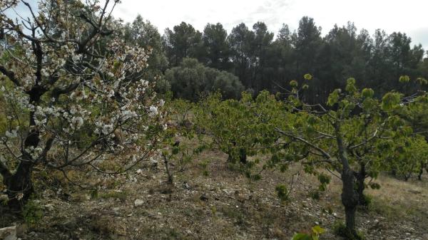 Terreno en camino de Torrelles de Llobregat s/n