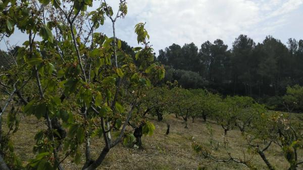 Terreno en camino de Torrelles de Llobregat s/n