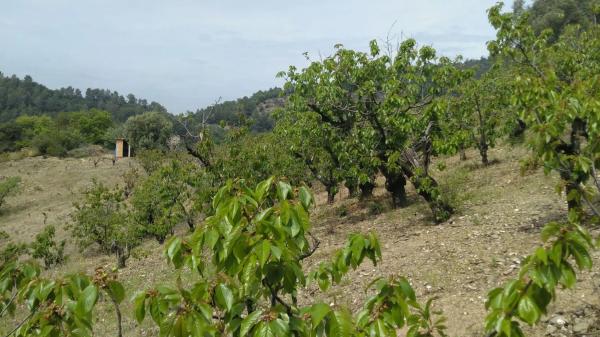 Terreno en camino de Torrelles de Llobregat s/n