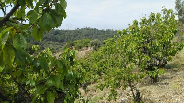 Terreno en camino de Torrelles de Llobregat s/n