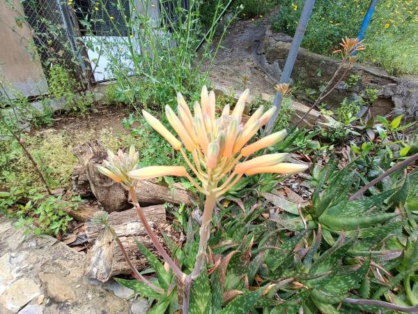 Terreno en Torrelles de Llobregat