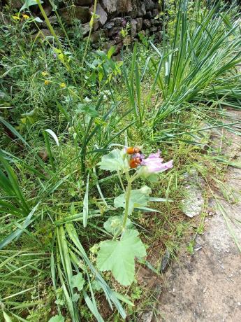 Terreno en Torrelles de Llobregat