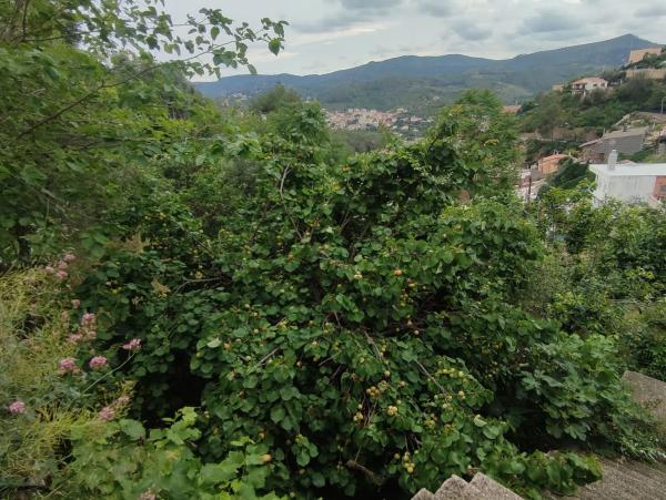 Terreno en calle de les Vinyes, 9