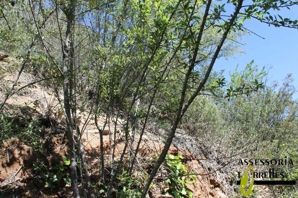 Terreno en calle Montserrat Roig