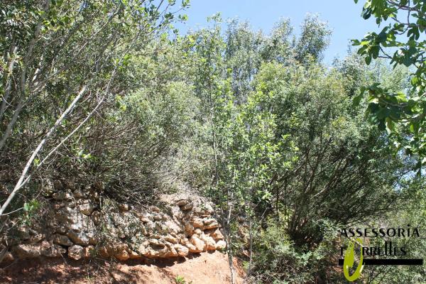 Terreno en calle Montserrat Roig