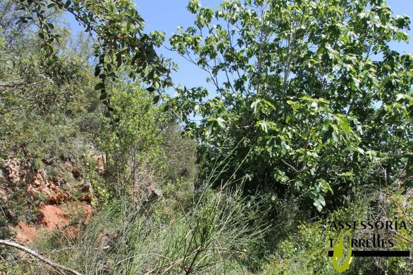 Terreno en calle Montserrat Roig