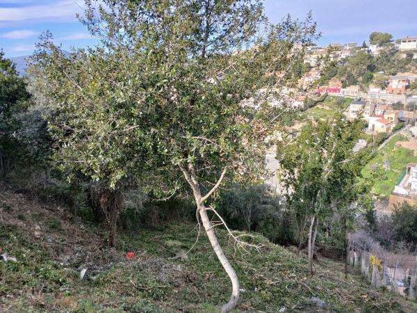 Terreno en calle de les Vinyes, 1
