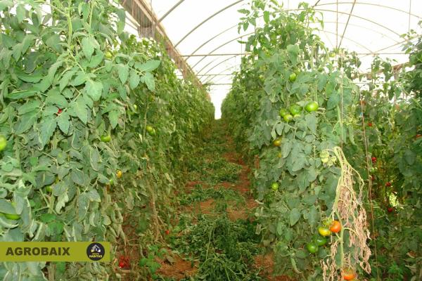 Terreno en Parc Empresarial