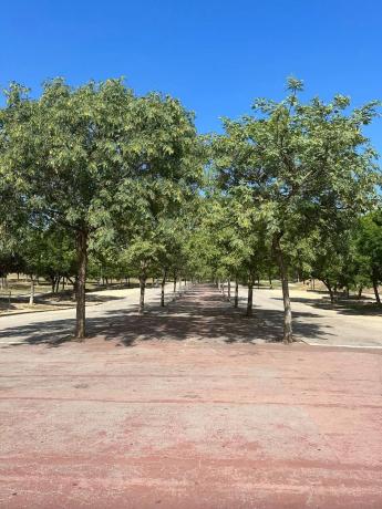Terreno en calle d'Antoni Botey