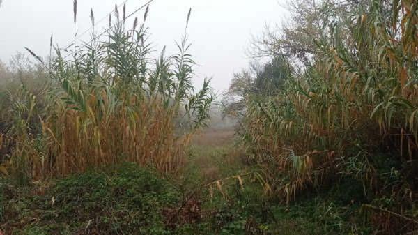 Terreno en camino de Pedret