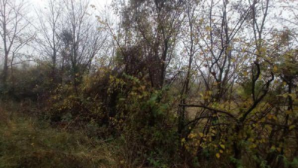 Terreno en camino de Pedret