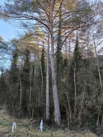 Terreno en Cal Vicens
