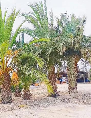 Casa independiente en Partida del Boch, 206  e 03330