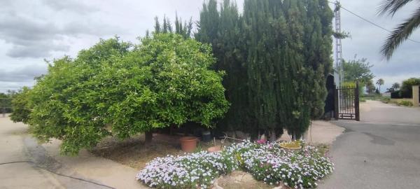 Finca rústica en Partida Algoda