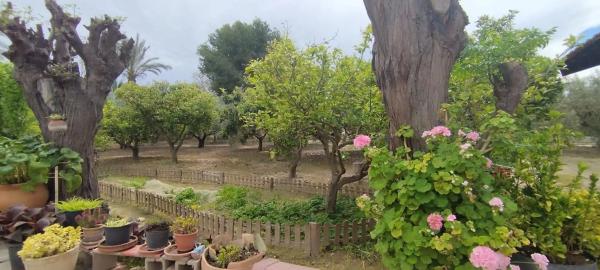 Finca rústica en Partida Algoda