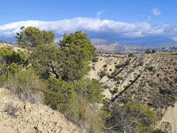 Finca rústica en Diseminado Alcoraya, 17 a