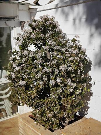 Casa independiente en calle Abedul, 12