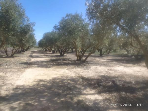 Casa independiente en partida Amarchall, 131