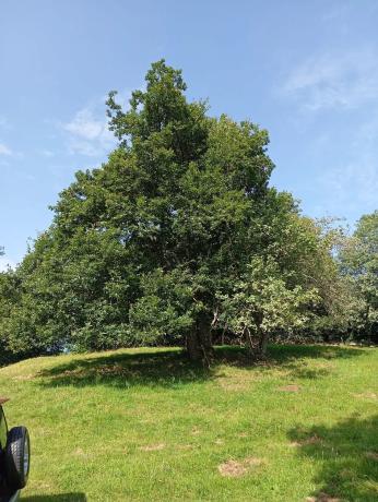 Finca rústica en Felguera (El Rasón) s/n RoNegrosn