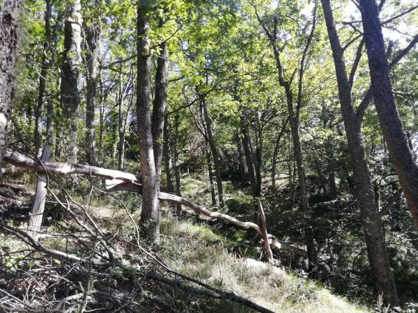 Finca rústica en Felguera (El Rasón) s/n RoNegrosn