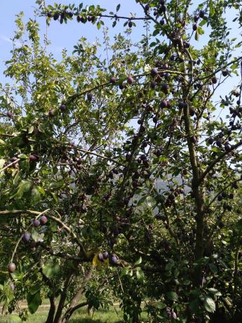 Finca rústica en San Martino, 1