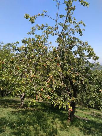 Finca rústica en San Martino, 1