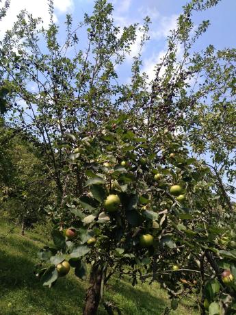 Finca rústica en San Martino, 1