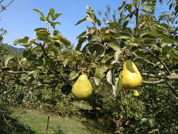 Finca rústica en San Martino, 1