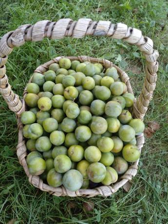 Finca rústica en San Martino, 1