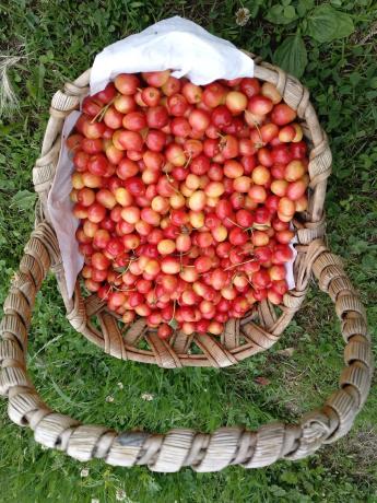 Finca rústica en San Martino, 1