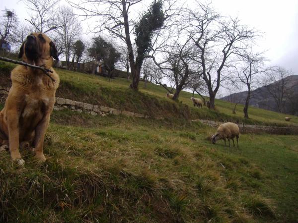 Casa independiente en El Cortijo s/n