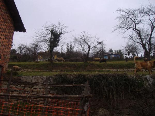 Casa independiente en El Cortijo s/n