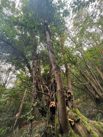 Casa de pueblo en Aldea la Espina, 10