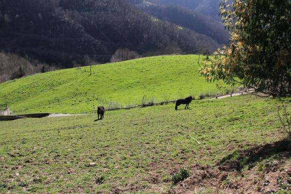 Finca rústica en camino cementerio, 2